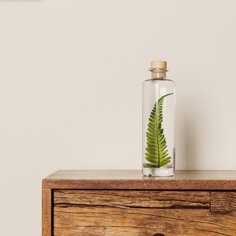 Théophile berthon 1867 - Plante immergée argyrea h21