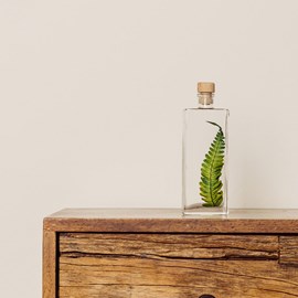 Plante immergée argyrea h17