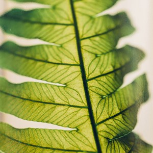 Plante immergée argyrea h17