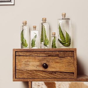 Plante immergée argyrea h17