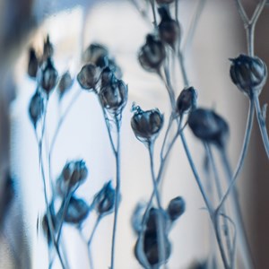 Plante immergée broom bloom bleu h21