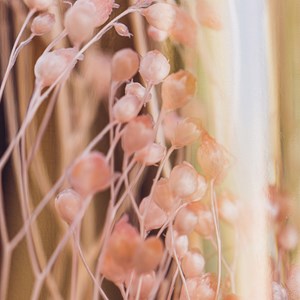 Plante immergée broom bloom rose h23