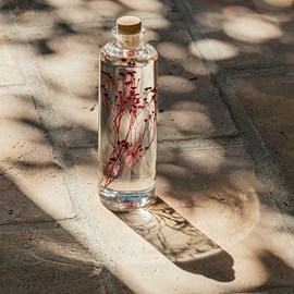 Plante immergée broom bloom rouge h23