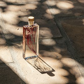 Plante immergée broom bloom rouge h17