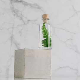 Plante immergée fougère montagnes h12