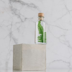 Plante immergée fougère montagnes h12