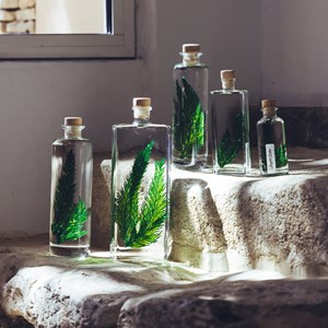 Plante immergée fougère colombienne h17