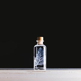 Plante immergée fougère cuir blanche h12