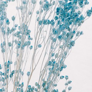 Plante immergée broom bleu turquoise h17