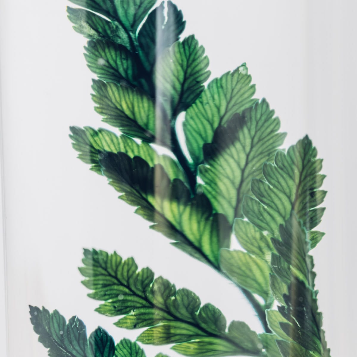 Herbarium Fougère cuir blanche – Plante immergée