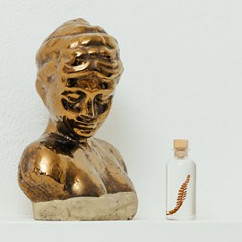 Plante immergée fougère felci ambre h12