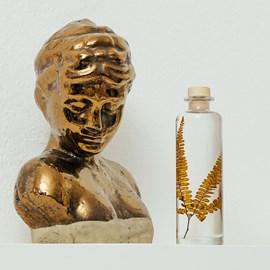 Plante immergée fougère felci ambre h21