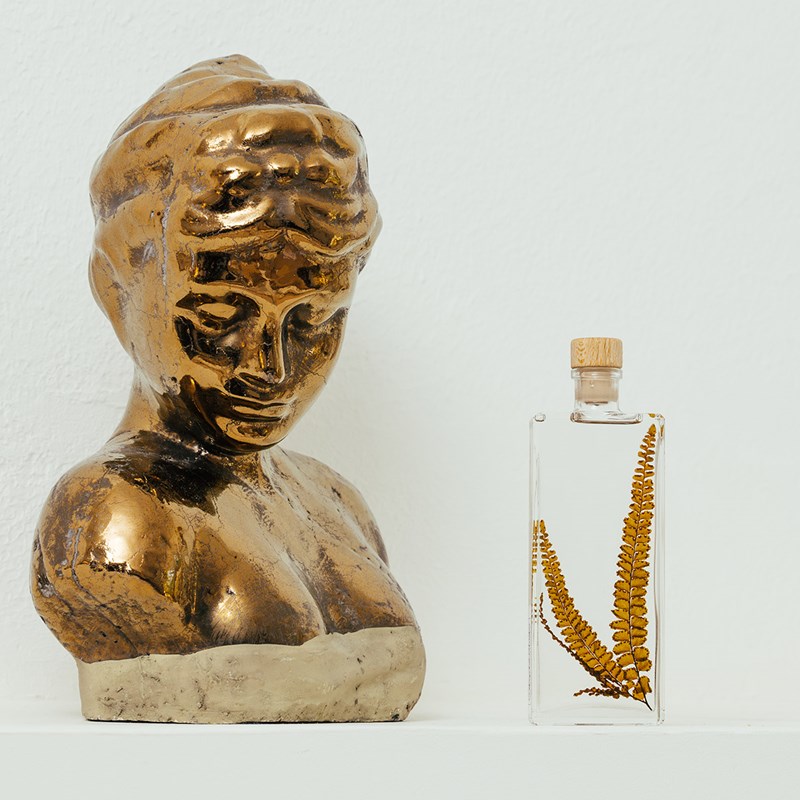 Plante immergée fougère felci ambre h17