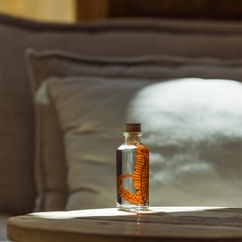 Plante immergée fougère felci rouge h12