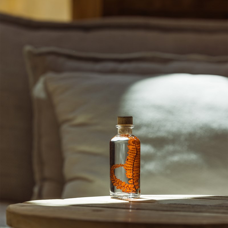 Théophile berthon 1867 - Plante immergée fougère felci rouge h12