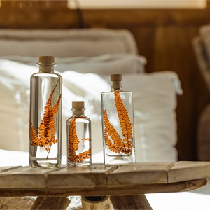 Plante immergée fougère felci rouge h21