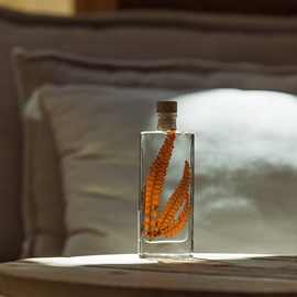 Plante immergée fougère felci rouge h17