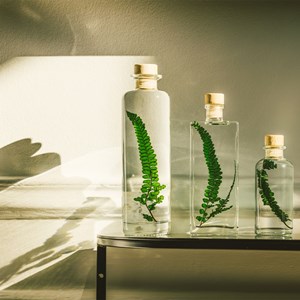 Plante immergée fougère felci verte h12