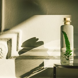 Plante immergée fougère felci verte h21