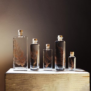 Plante immergée fougère flocon blush h12