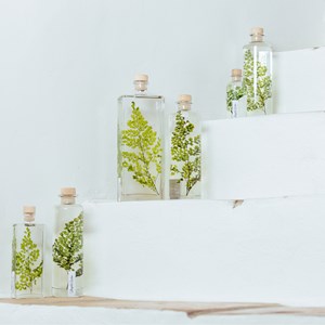 Plante immergée fougère luthi verte h21