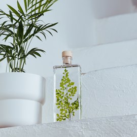 Plante immergée fougère luthi verte h17