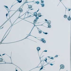 Plante immergée gypsophile bleue h23