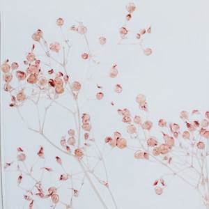 Plante immergée gypsophile poudré h23