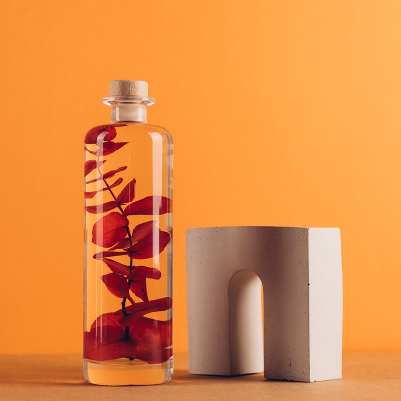 Plante immergée eucalyptus rouge h23