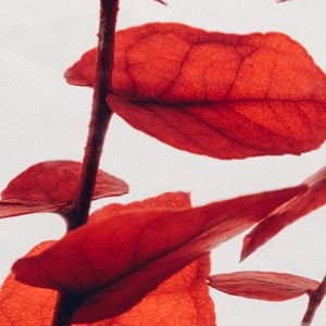 Plante immergée eucalyptus rouge h10