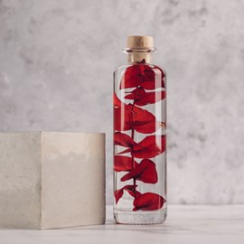 Plante immergée eucalyptus rouge h21