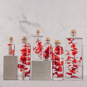 Plante immergée eucalyptus rouge h21