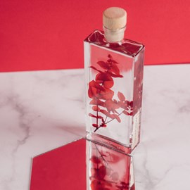 Plante immergée eucalyptus rouge h17