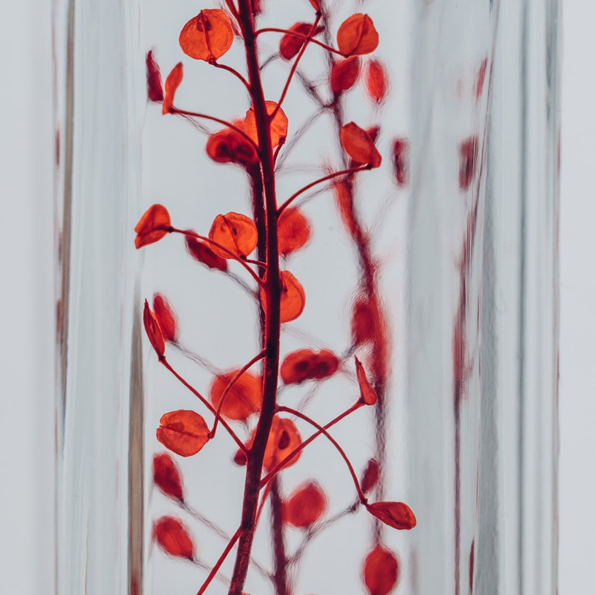 PLANTE IMMERGEE - GYPSOPHILE ELEGANS (ROUGE) - SLOW