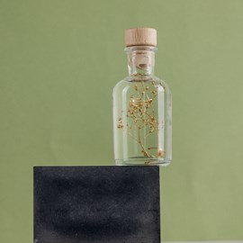 Plante immergée gypsophile or h10