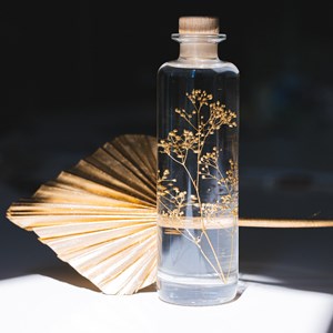 Plante immergée gypsophile or h23