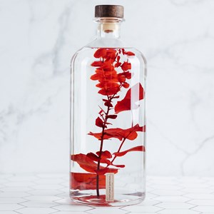 Eucalyptus rouge immergée - la jarre 3l