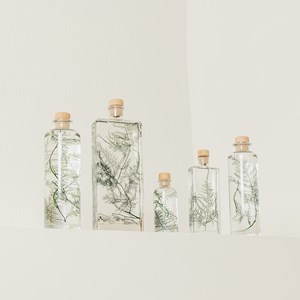 Plante immergée asparagus plumosus h21