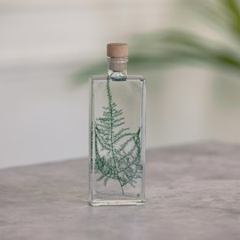 Plante immergée asparagus plumosus h17