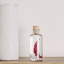 Plante immergée rumohra rouge h12