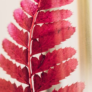 Plante immergée rumohra rouge h23