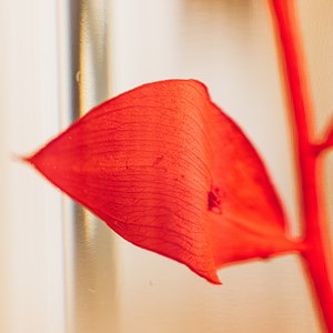 Plante immergée ruscus rouge h12