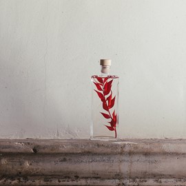 Plante immergée ruscus rouge h17