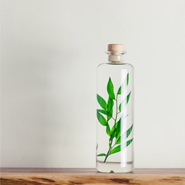 Plante immergée ruscus vert h23