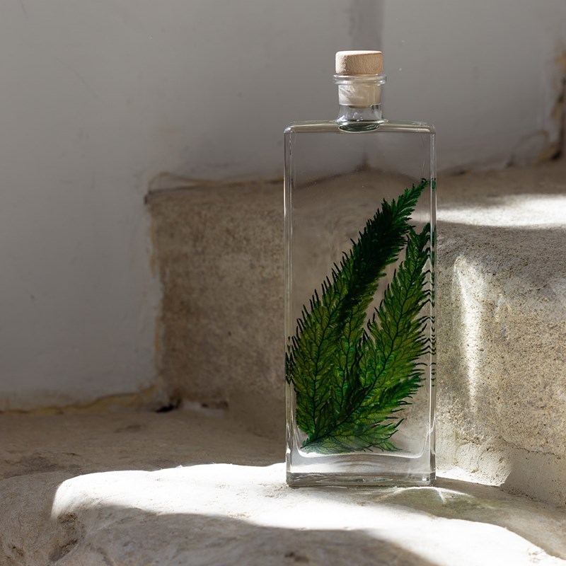 Plante immergée fougère colombienne h26