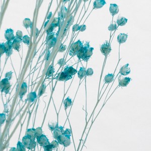 Plante immergée broom bleu turquoise h10