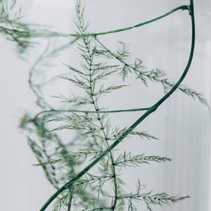 Plante immergée asparagus plumosus h26