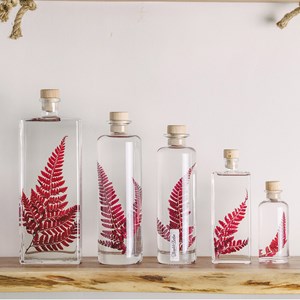 Plante immergée rumohra rouge h26