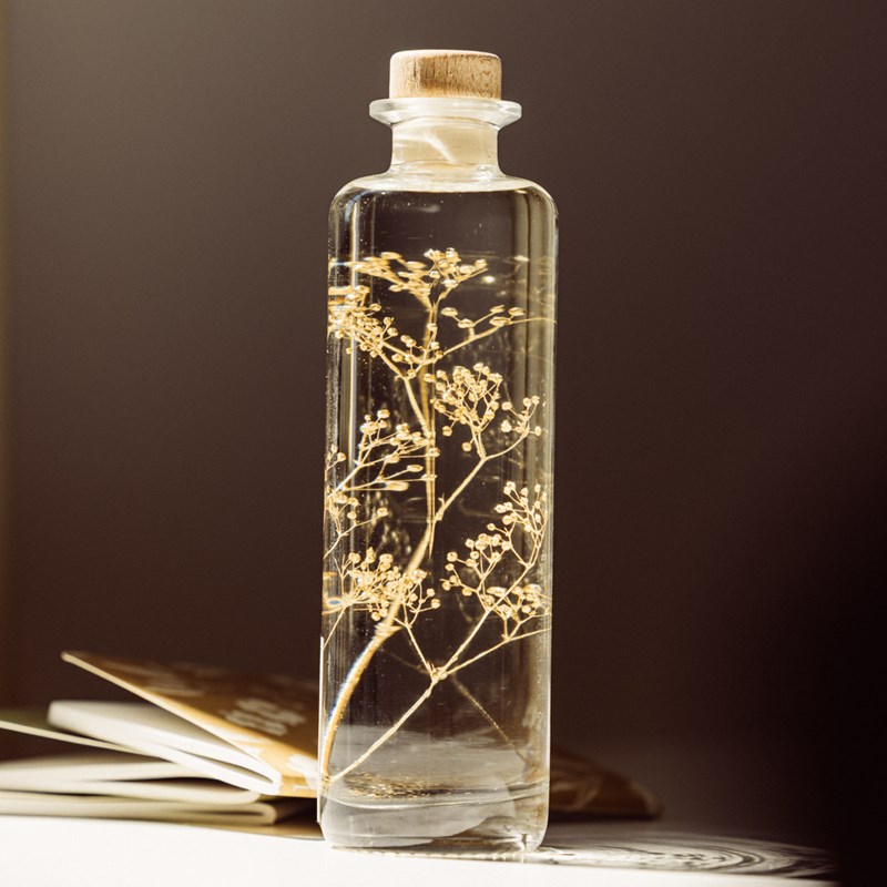 Plante immergée gypsophile or h21