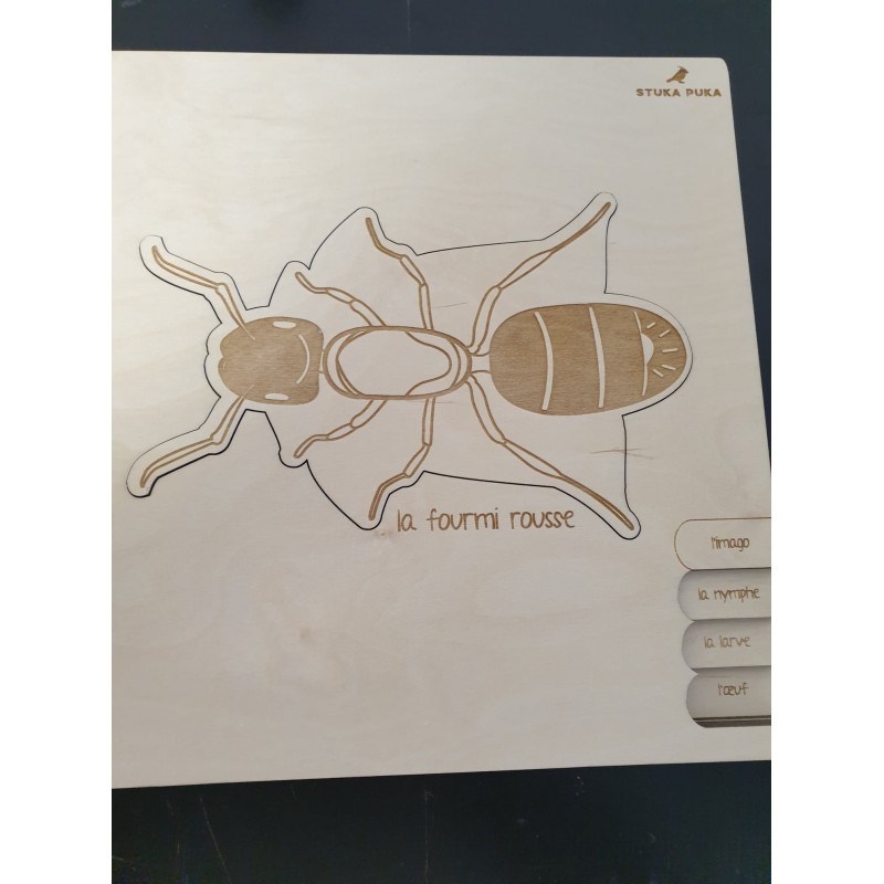 Stuka puka - Puzzle le cycle de vie de la fourmis
